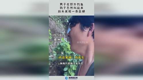 男子在野外钓鱼，狗子忽然叫起来，抬头发现一条巨蟒