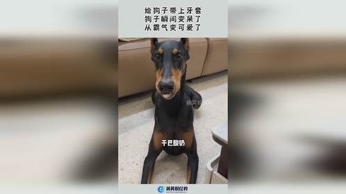 给狗子带上牙套，狗子瞬间变呆了，从霸气变可爱了