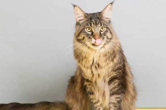猫感冒吃的药