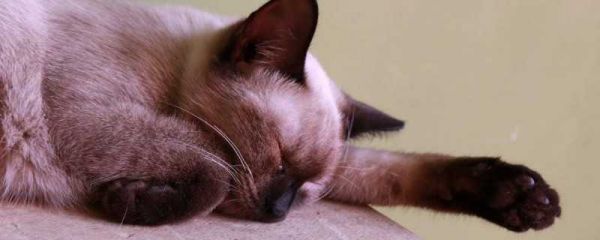 猫感冒吃的药