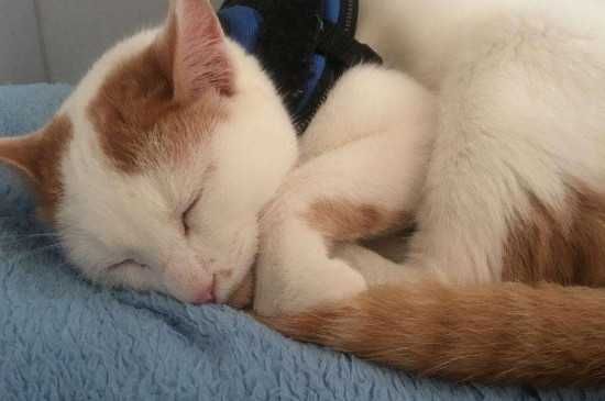 猫感冒吃的药