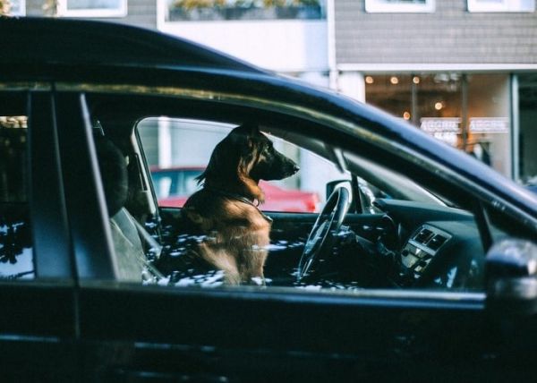 Un perro dentro del coche