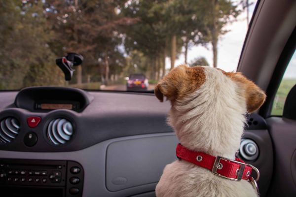 viajar con mascotas en taxi