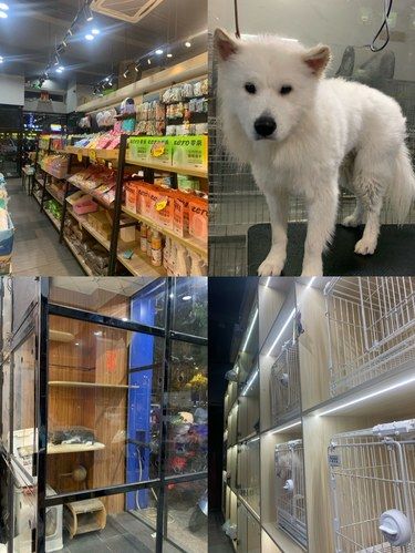 这家宠物店，爱了爱了