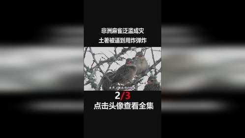 非洲“麻雀”泛滥成灾