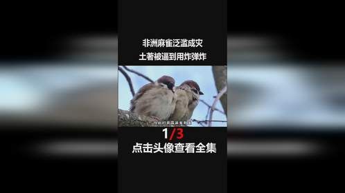 土著被逼得用炸弹