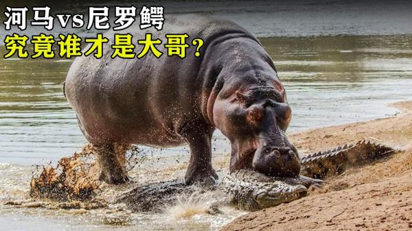 鳄鱼误入河马领地，被十几头河马围攻，下场太惨了！