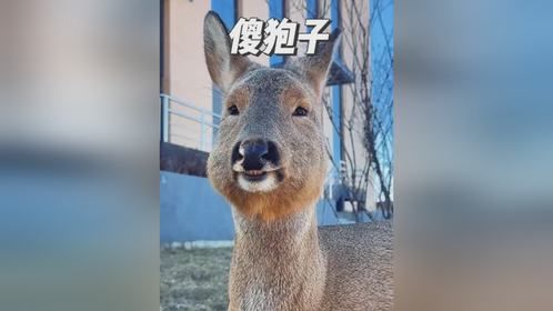 单纯可爱的傻狍子，东北人自己的卡皮巴拉