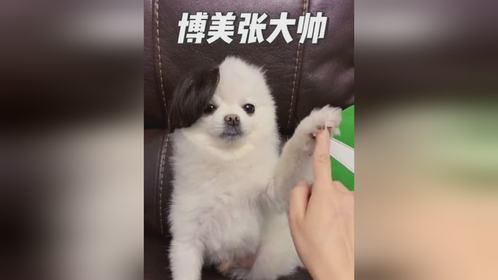 博美张大帅，活着就像渡劫的倒霉蛋，八字太硬根本杀不死