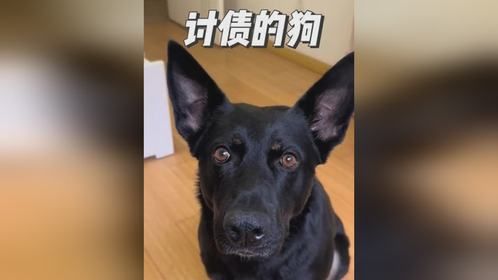 别和狗子开玩笑，它可能真的会当真