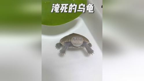 养宠界的活菩萨，乌龟都差点被淹死