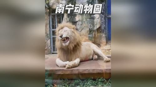 动物界的精神病院，南宁动物园，里面的动物一半修仙一半疯癫