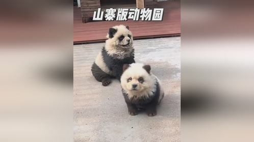 动物园也有山寨版，大熊猫狗里狗气，孔雀也像个老母鸡