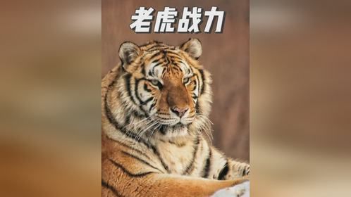 六边形战士的老虎，堪称猫科动物战力天花板