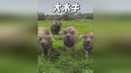 农村大水牛，吃苦耐劳还通人性的兰博基牛