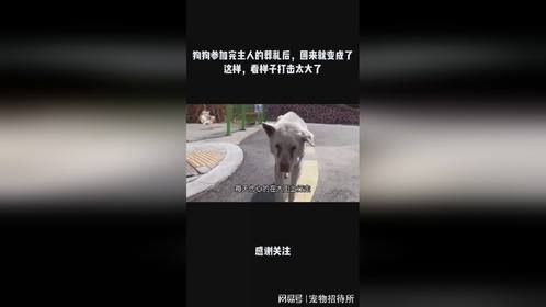 狗狗参加完主人的葬礼后，回来就变成了这样，看样子打击太大了