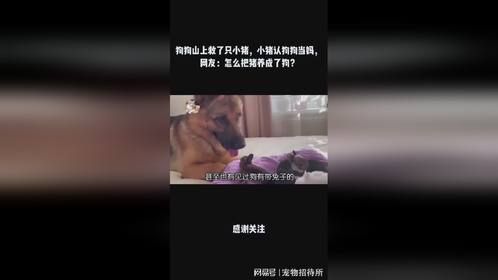 狗狗山上救了只小猪，小猪认狗狗当妈，网友：怎么把猪养成了狗？