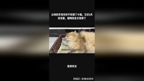 公鸡历尽艰辛终于找到了小猫，它们5天没见面，猫咪反应太热情了