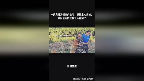 一只灵性又懂事的金毛，却被主人卖掉，最后金毛的反应让人看哭了