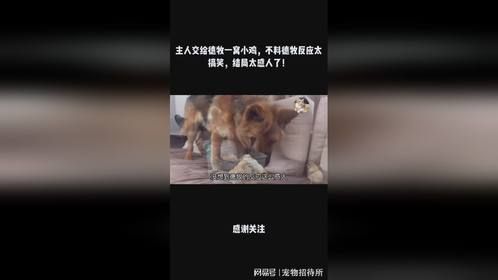 主人交给德牧一窝小鸡，不料德牧反应太搞笑，结局太感人了！