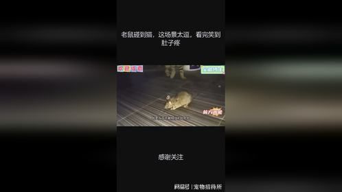 老鼠碰到猫，这场景太逗，看完笑到肚子疼