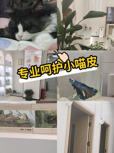 毛孩子的健康守护者