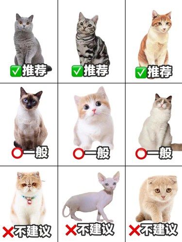 新手养猫必看！选猫避坑秘籍✨