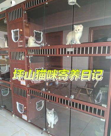 坪山五一开放猫咪寄养啦！