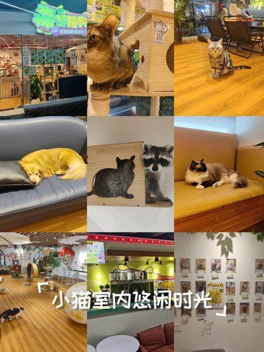 猫狗咖悠闲时光