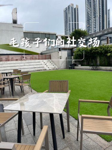 深圳首个全露天狗狗社交场地铁口狗狗乌托邦