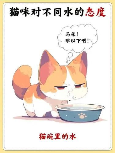 小猫喝水那些事儿|你必须知道的干货