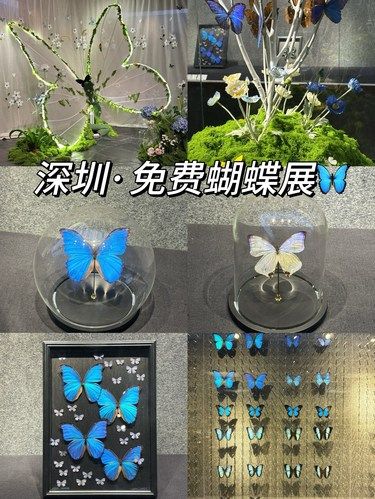 深圳蝴蝶展免费打卡！！！好美好浪漫