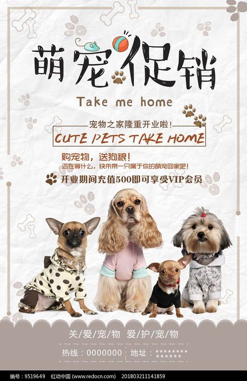 香港宠物：了解香港宠物文化？香港宠物店排行榜