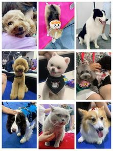 香港宠物：了解香港宠物文化？香港宠物店排行榜