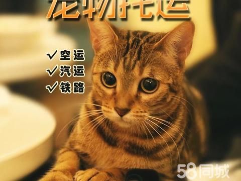 67yq74·大陆至香港 香港回内地 宠物出国 宠物移民