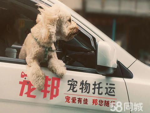 宠邦宠物托运·香港国内国际宠物托运全程手续代办专车上门接送安全有保障