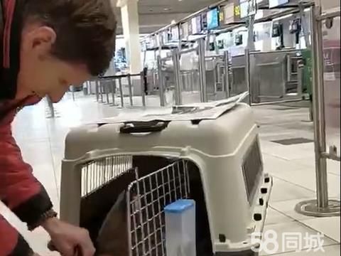上海宠通信息科技有限公司·香港宠物托运港陆往返 亚欧美澳 平台投保