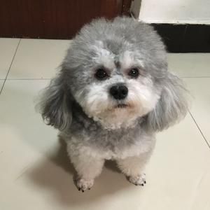 闹闹爱宠物头像
