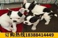 贵州六盘水水城宠物交易市场买有血统证比格犬
