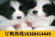 贵州贵阳花溪哪里能买到纯种边境牧羊犬