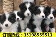 云南保山龙陵狗场常年出售纯正血统贵宾犬