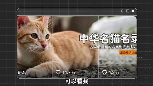 宠物命名攻略:个性化宠物名精选