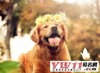 宠物命名攻略:个性化宠物名精选