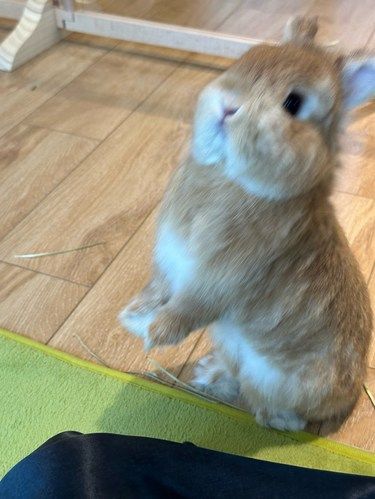 杭州兔咖天花板！再说一遍！兔子是香香的！！