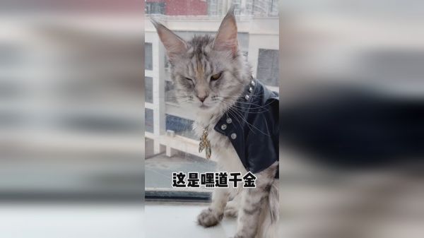 这个视频就能看出，这个家谁付出的最多吧 