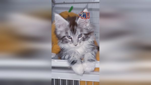  给母猫带回一只童养“媳”，希望从小培养感情 