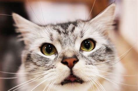 猫咪如何喂养.jpg