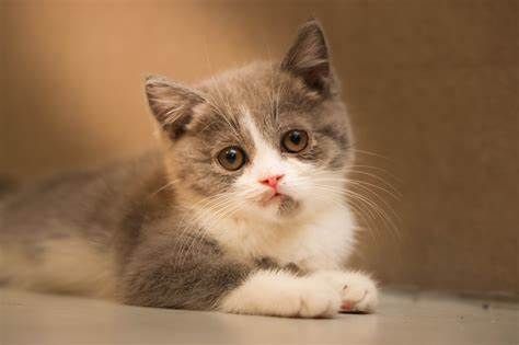 宠物猫粮食配方.jpg