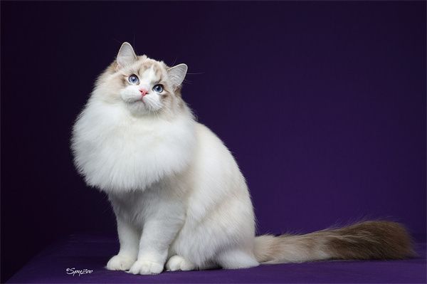 南京六合区布偶猫猫舍在什么地方？南京布偶猫一般多少钱一只？
