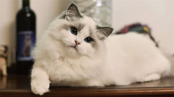 南京六合区布偶猫猫舍在什么地方！南京布偶猫价格在多少？